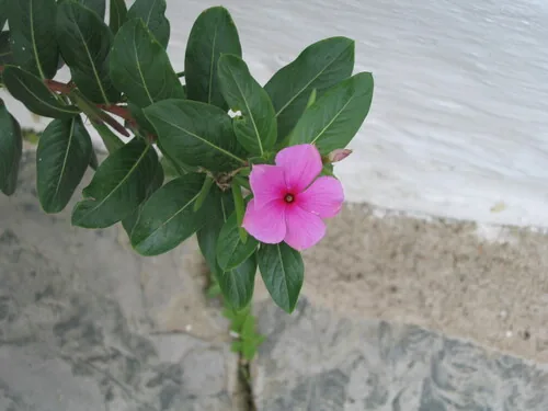 vinca (Catharanthus roseus), photograph