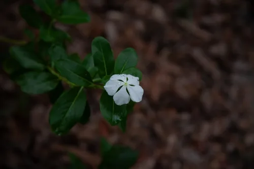vinca (Catharanthus roseus), photograph