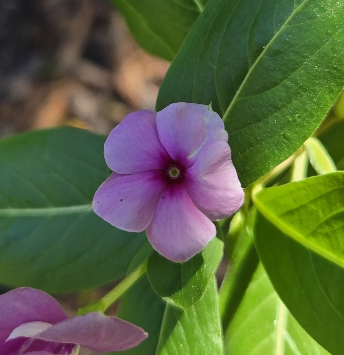 vinca (Catharanthus roseus), photograph