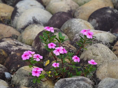 Photo: no rights reserved · CC0 · via iNaturalist vinca (Catharanthus roseus), photograph