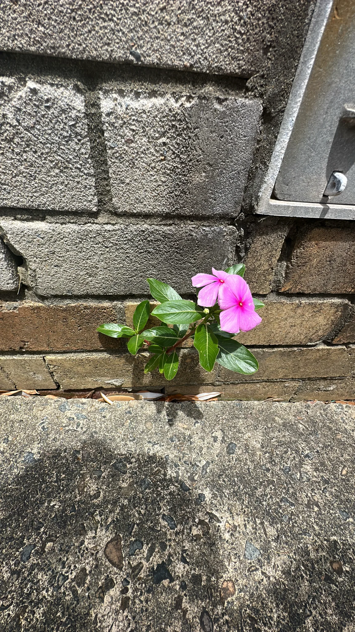 vinca (Catharanthus roseus), photograph