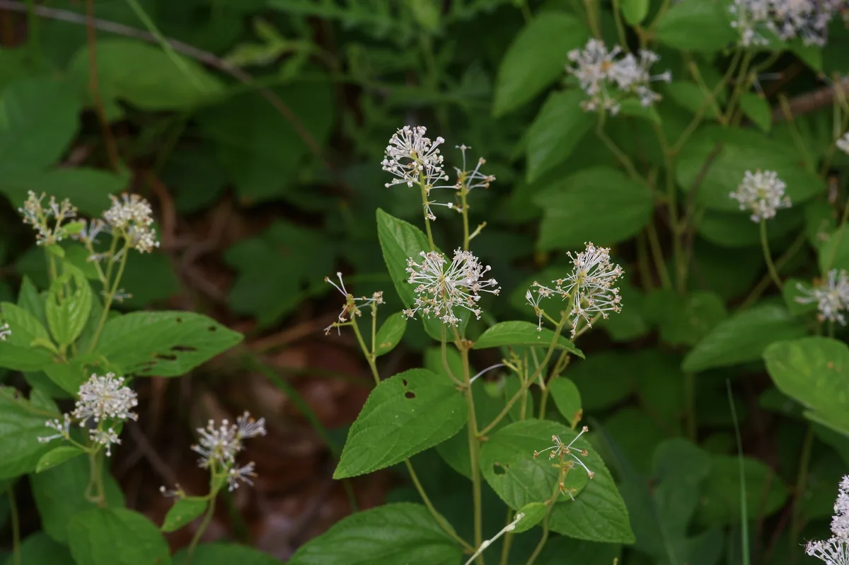 New Jersey Tea (Ceanothus americanus), photograph