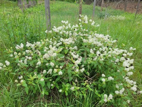 Photo: (c) WF_MI, some rights reserved · CC BY · via iNaturalist New Jersey tea (Ceanothus americanus), photograph