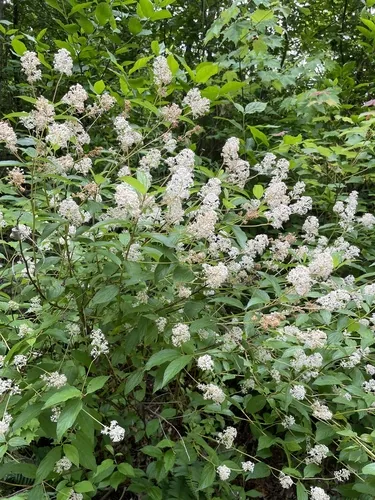 New Jersey Tea (Ceanothus americanus), photograph