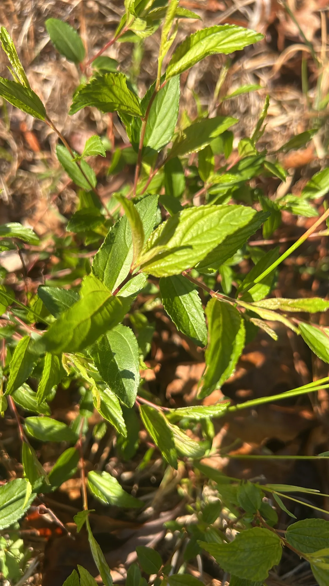 New Jersey Tea (Ceanothus americanus), photograph