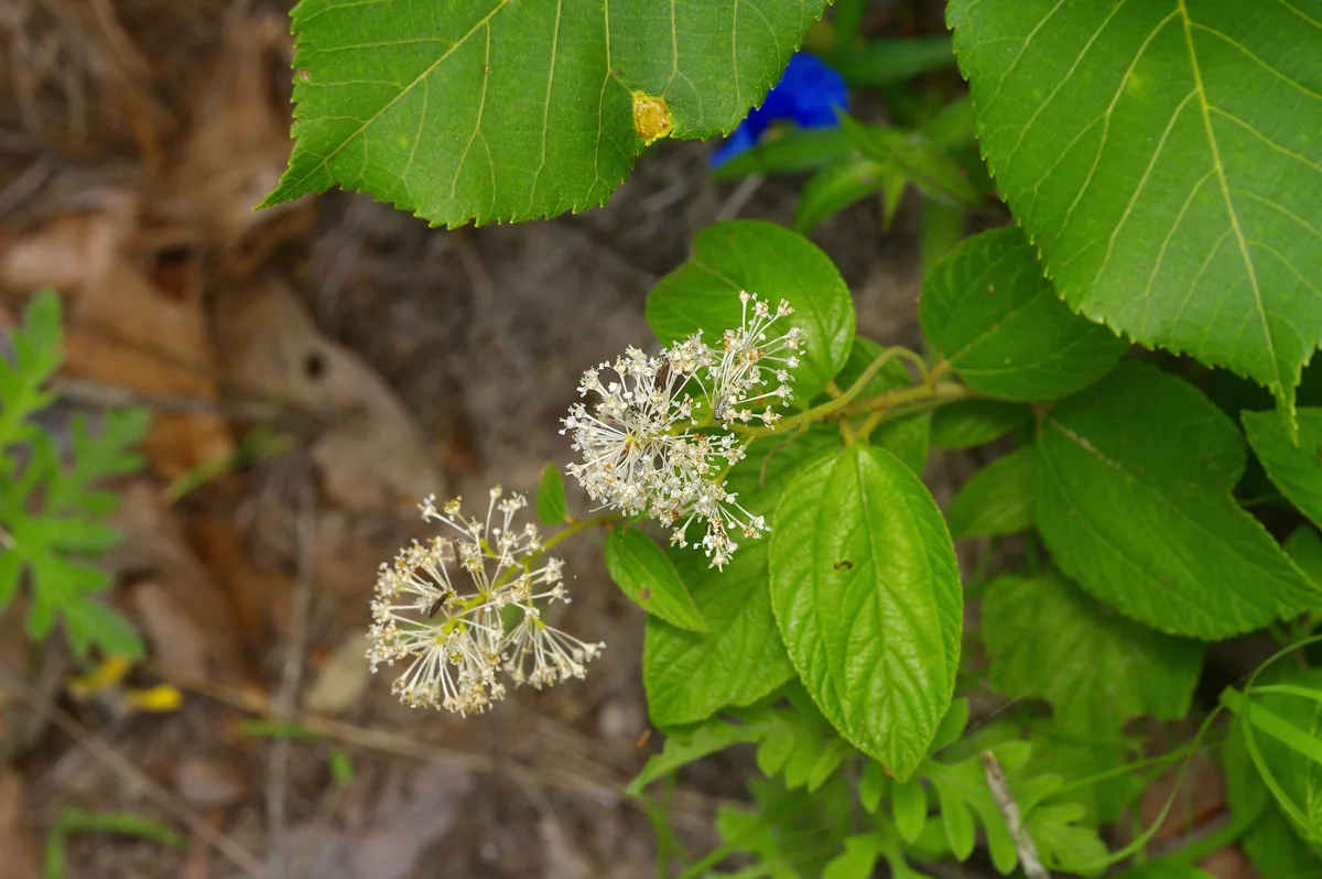 New Jersey Tea (Ceanothus americanus), photograph