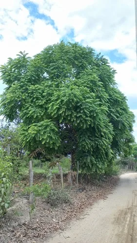 West Indian Cedar (Cedrela odorata), photograph
