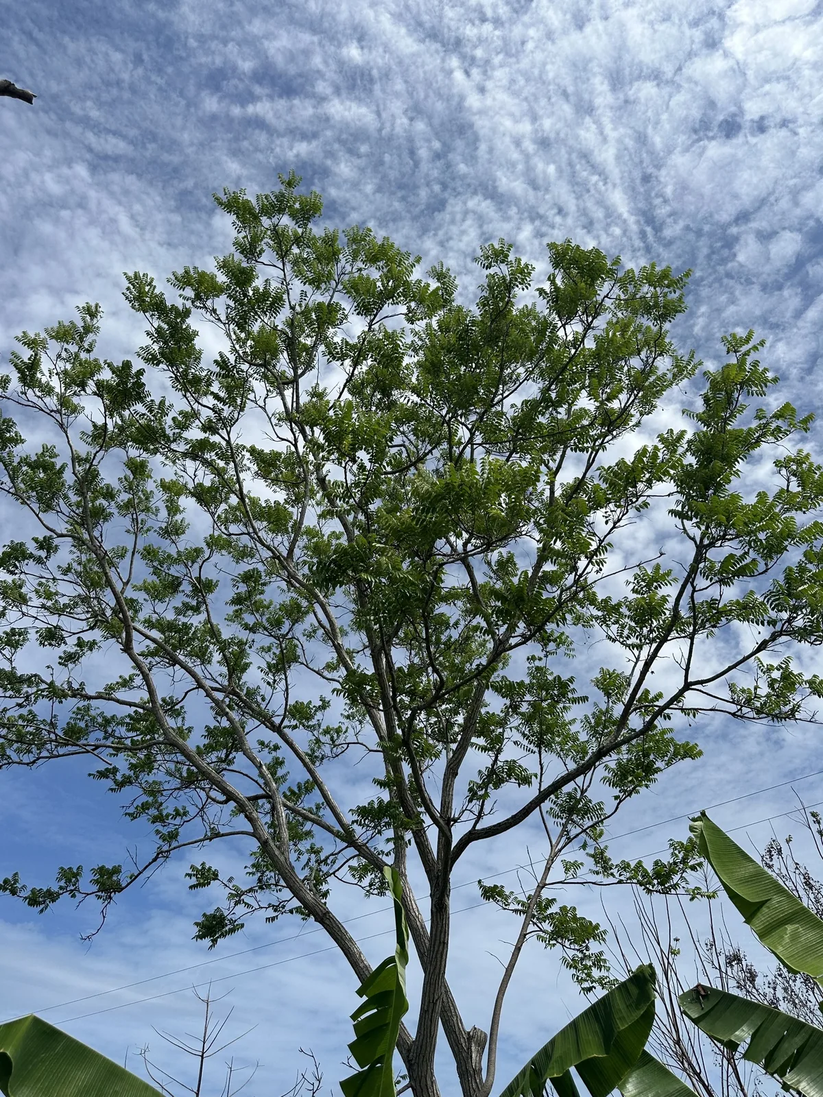 West Indian Cedar (Cedrela odorata), photograph