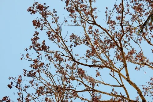 Photo: (c) Luis Mora, some rights reserved (CC BY) · cc-by · via iNaturalist West Indian Cedar (Cedrela odorata), photograph