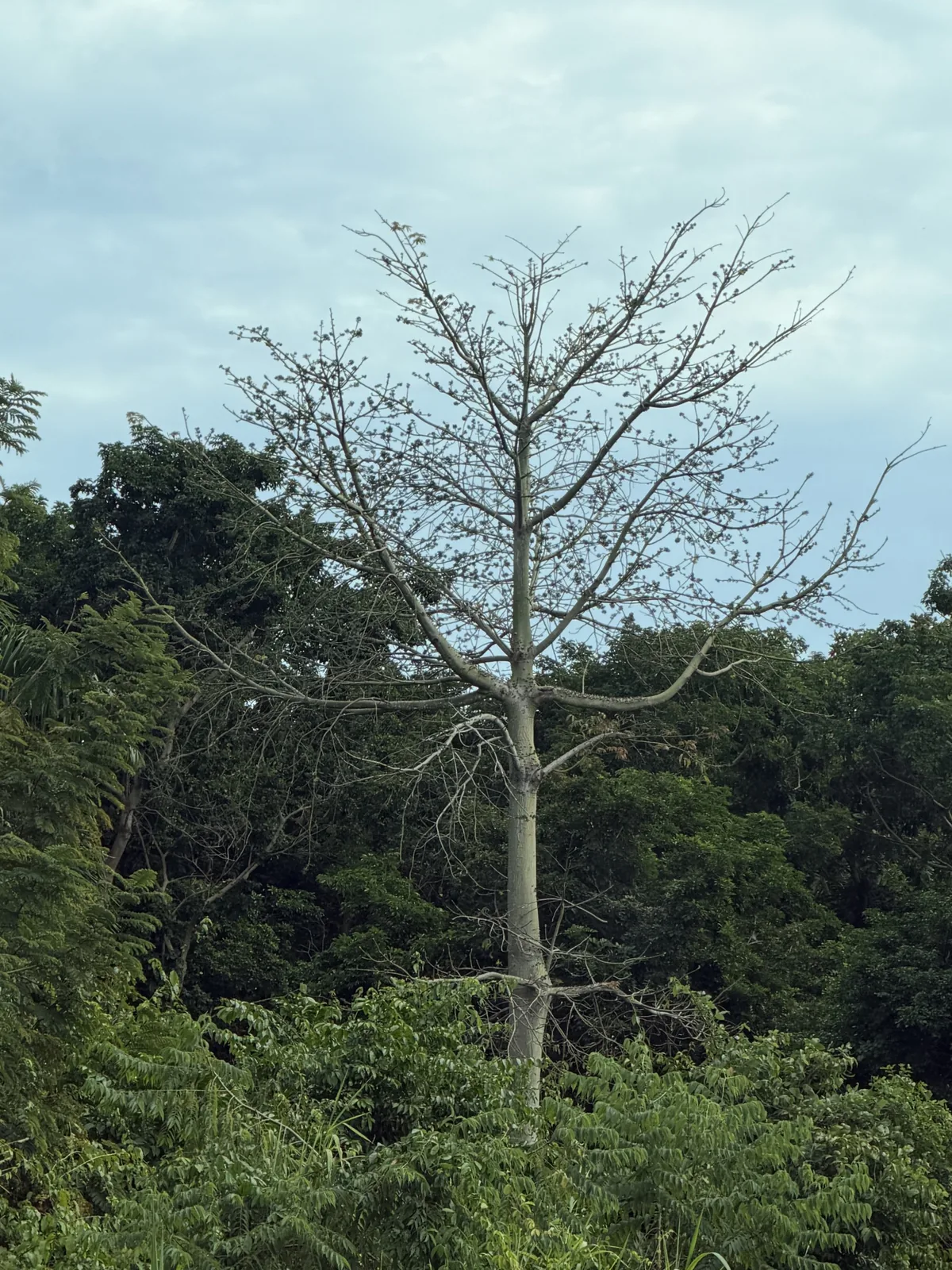 kapok (Ceiba pentandra), photograph
