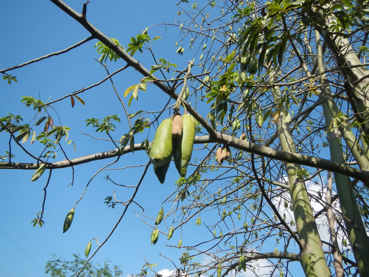 Photo: Judgefloro · Public domain · via Wikimedia Commons kapok (Ceiba pentandra), photograph