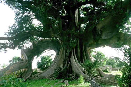 kapok (Ceiba pentandra), photograph