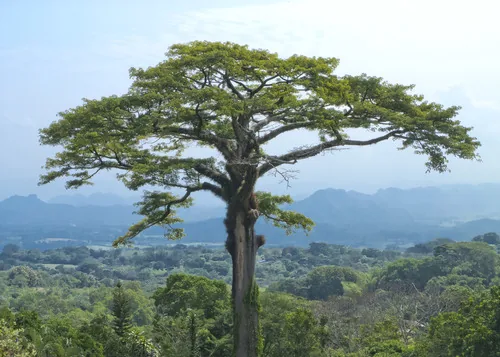 kapok (Ceiba pentandra), photograph