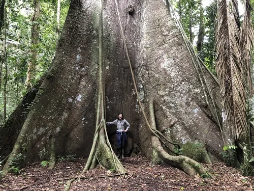kapok (Ceiba pentandra), photograph