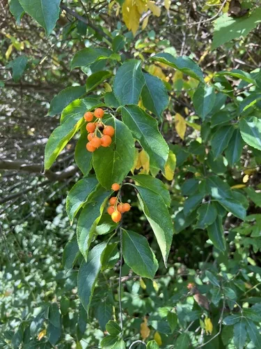 Photo: (c) axleym, some rights reserved · CC BY · via iNaturalist American bittersweet, photograph