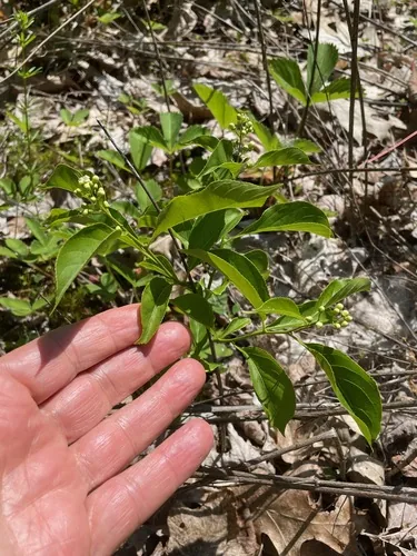 Photo: (c) Tom Scavo, some rights reserved (CC BY) · cc-by · via iNaturalist American Bittersweet (Celastrus scandens), photograph