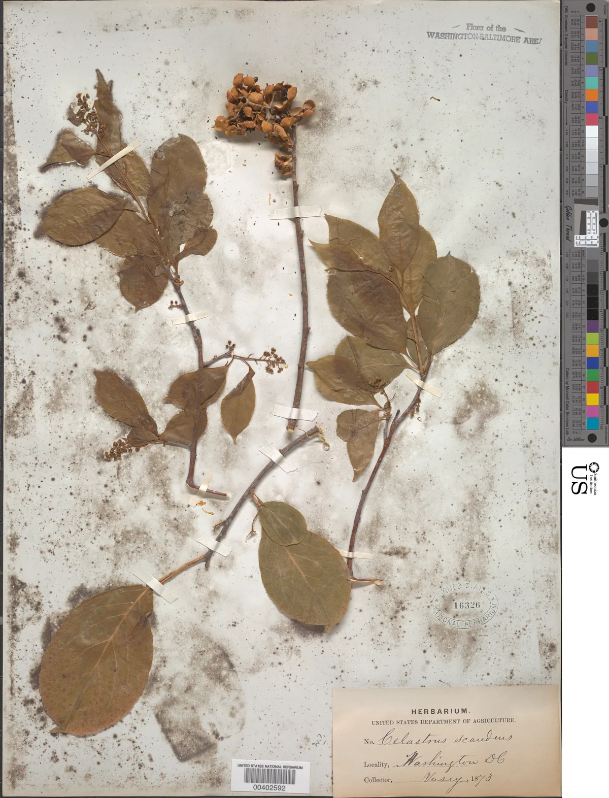 American Bittersweet (Celastrus scandens), photograph
