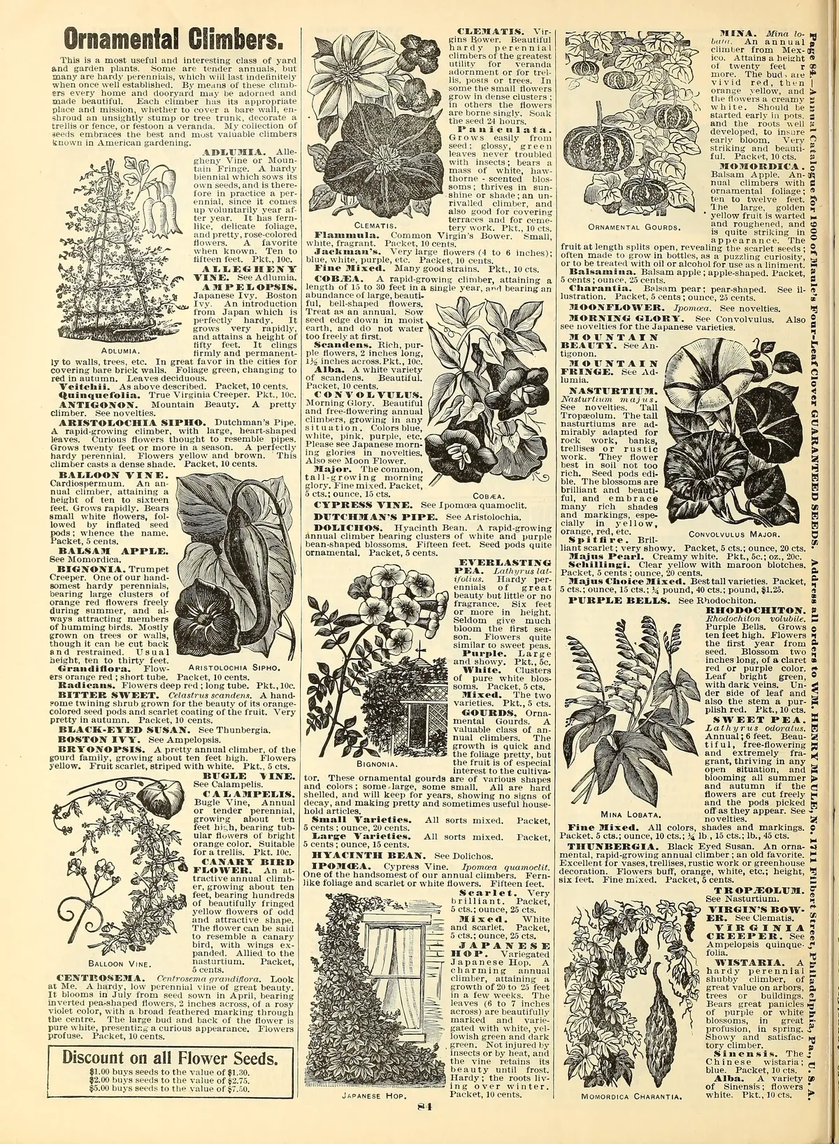 American Bittersweet (Celastrus scandens), botanical illustration