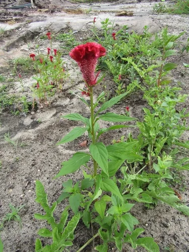celosia (Celosia argentea), photograph