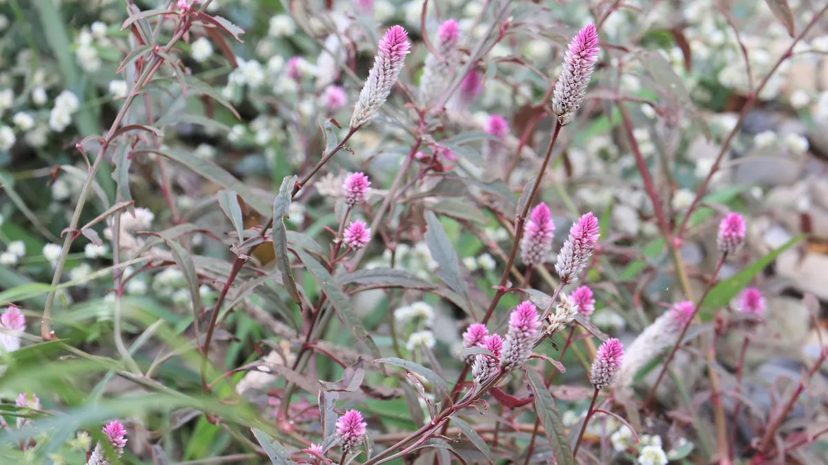 Photo: 胡正恆(Jackson Hu), via iNaturalist · CC BY · via GBIF celosia (Celosia argentea), photograph