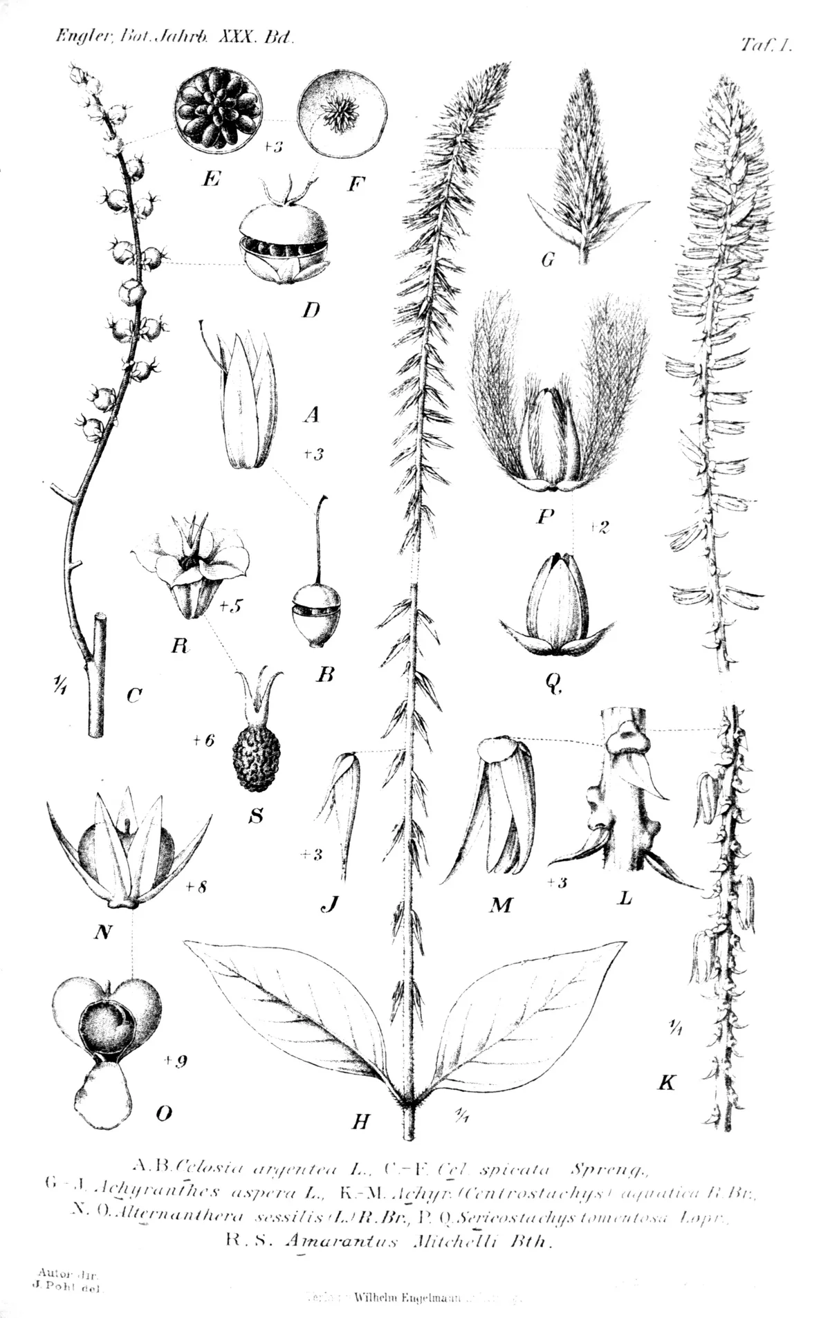 celosia (Celosia argentea), botanical illustration
