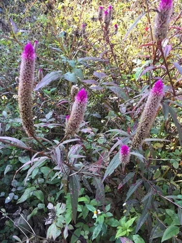 celosia (Celosia argentea), photograph