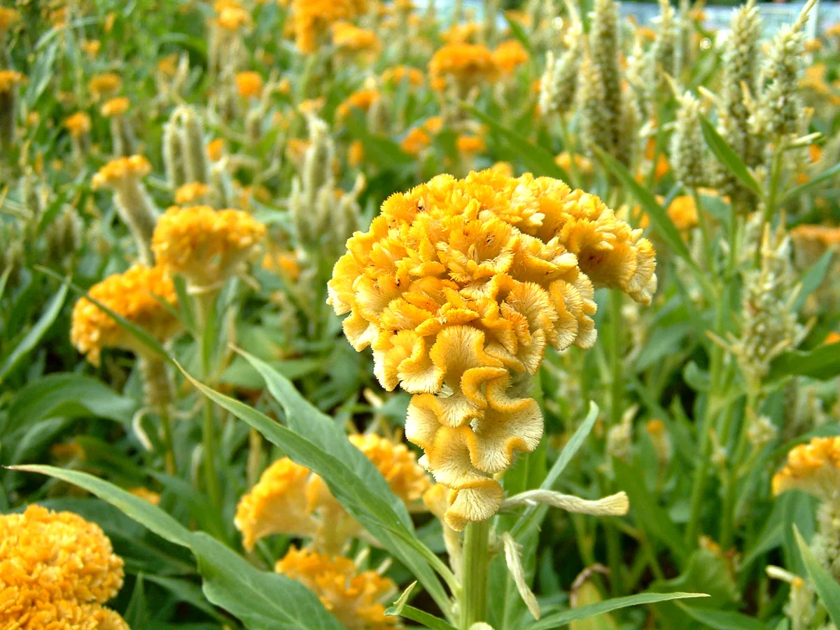 Photo: The original uploader was Earth at English Wikipedia. · CC BY 2.5 · via Wikimedia Commons cockscomb (Celosia cristata), photograph