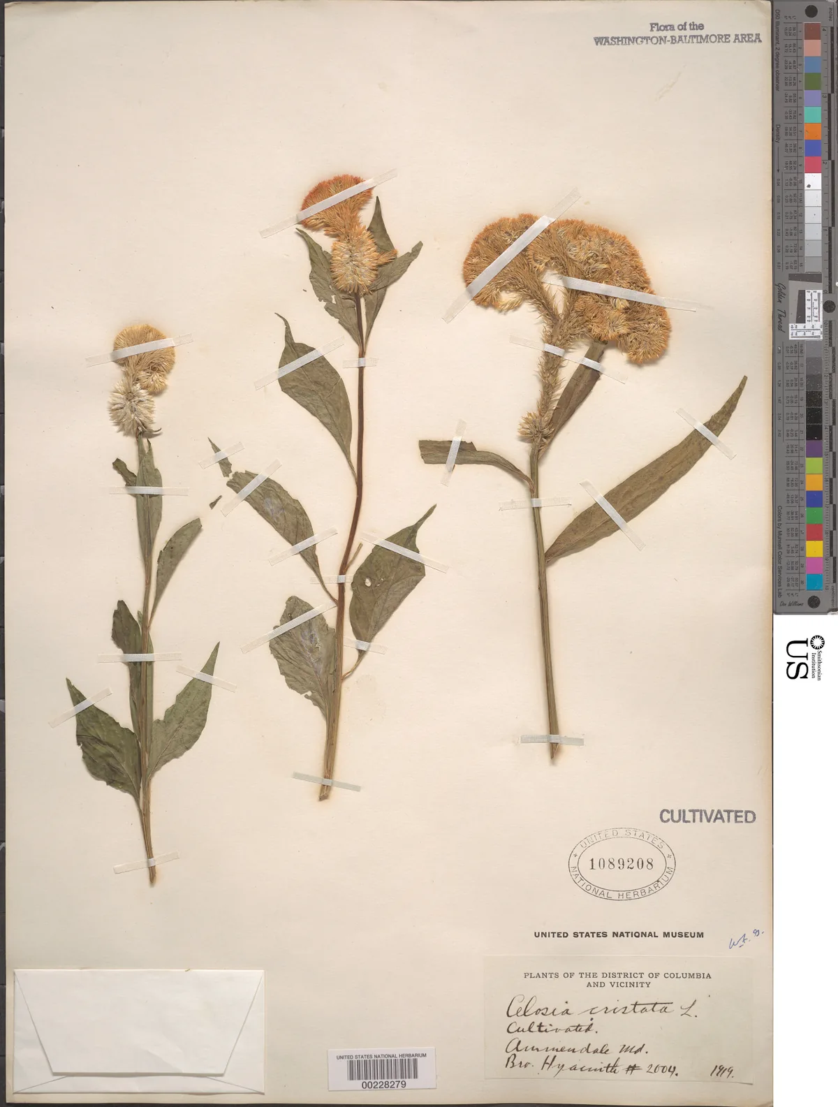 cockscomb (Celosia cristata), photograph