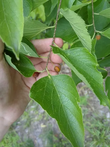 Photo: (c) Andy, some rights reserved (CC BY-SA) · cc-by-sa · via iNaturalist Hackberry (Celtis occidentalis), photograph