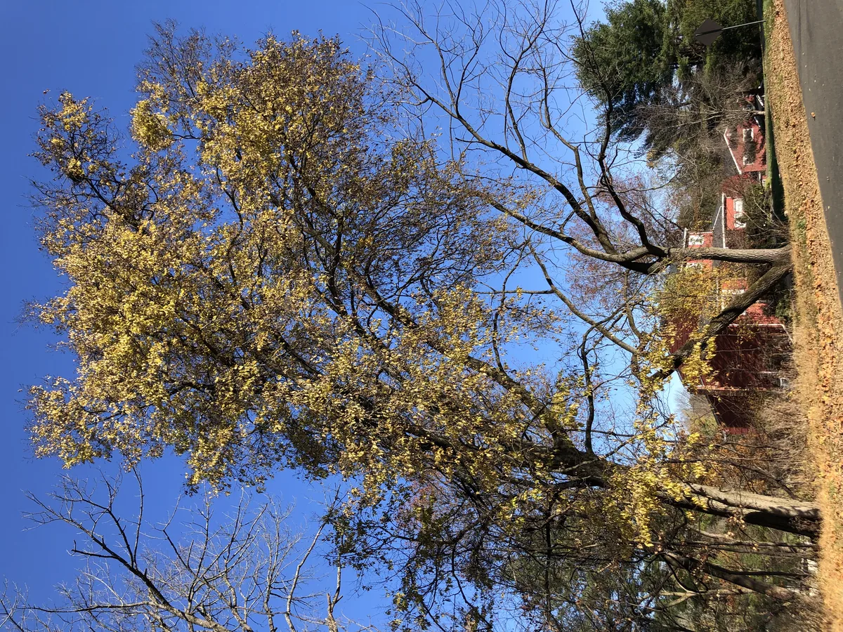 Hackberry (Celtis occidentalis), photograph