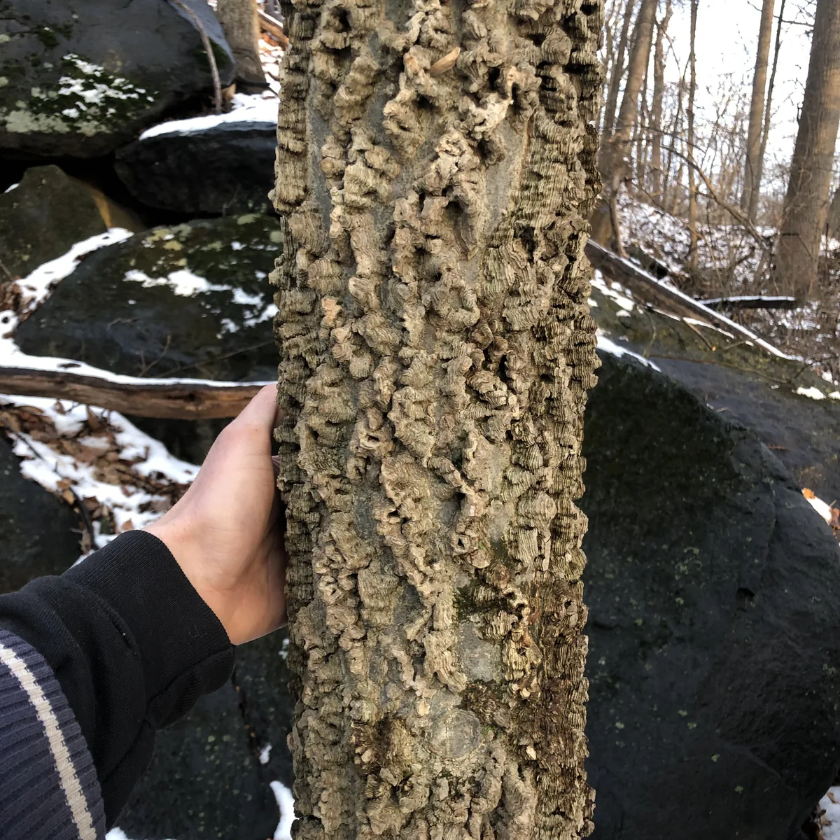 Hackberry (Celtis occidentalis), photograph