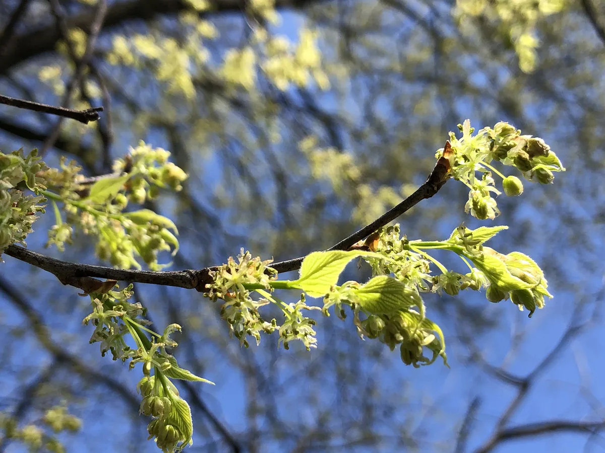 Hackberry (Celtis occidentalis), photograph