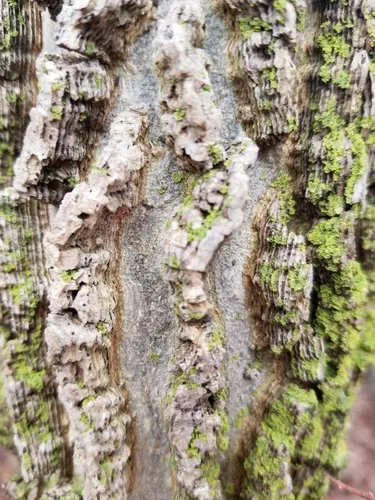 Photo: no rights reserved · CC0 · via iNaturalist hackberry (Celtis occidentalis), photograph