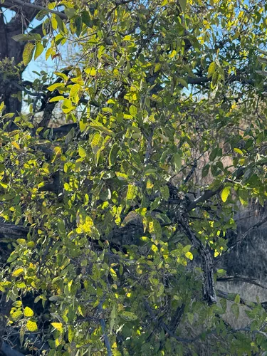 Netleaf Hackberry (Celtis reticulata), photograph