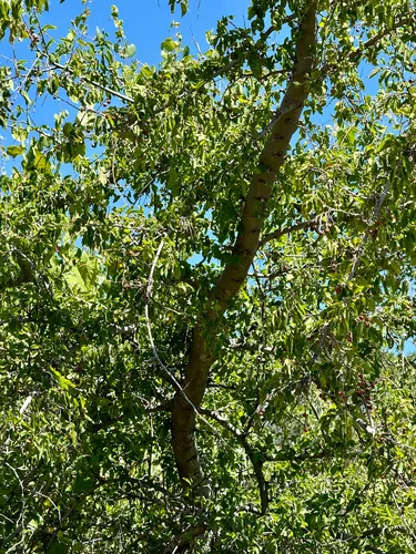Netleaf Hackberry (Celtis reticulata), photograph