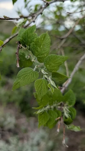 Netleaf Hackberry (Celtis reticulata), photograph