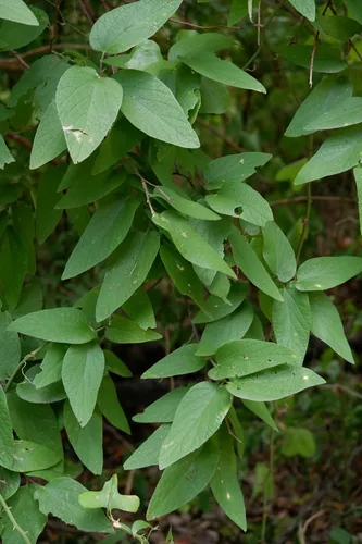 Photo: (c) Bonnie Semmling, some rights reserved · CC BY · via iNaturalist netleaf hackberry (Celtis reticulata), photograph