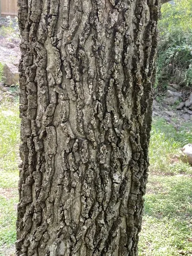 Netleaf Hackberry (Celtis reticulata), photograph