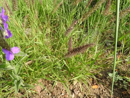 Photo: (c) Oscar Alejandro Morales Juárez, some rights reserved (CC BY-SA) · cc-by-sa · via iNaturalist African Foxtail (Cenchrus ciliaris), photograph
