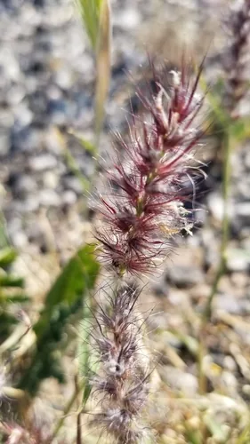 African foxtail (Cenchrus ciliaris), photograph