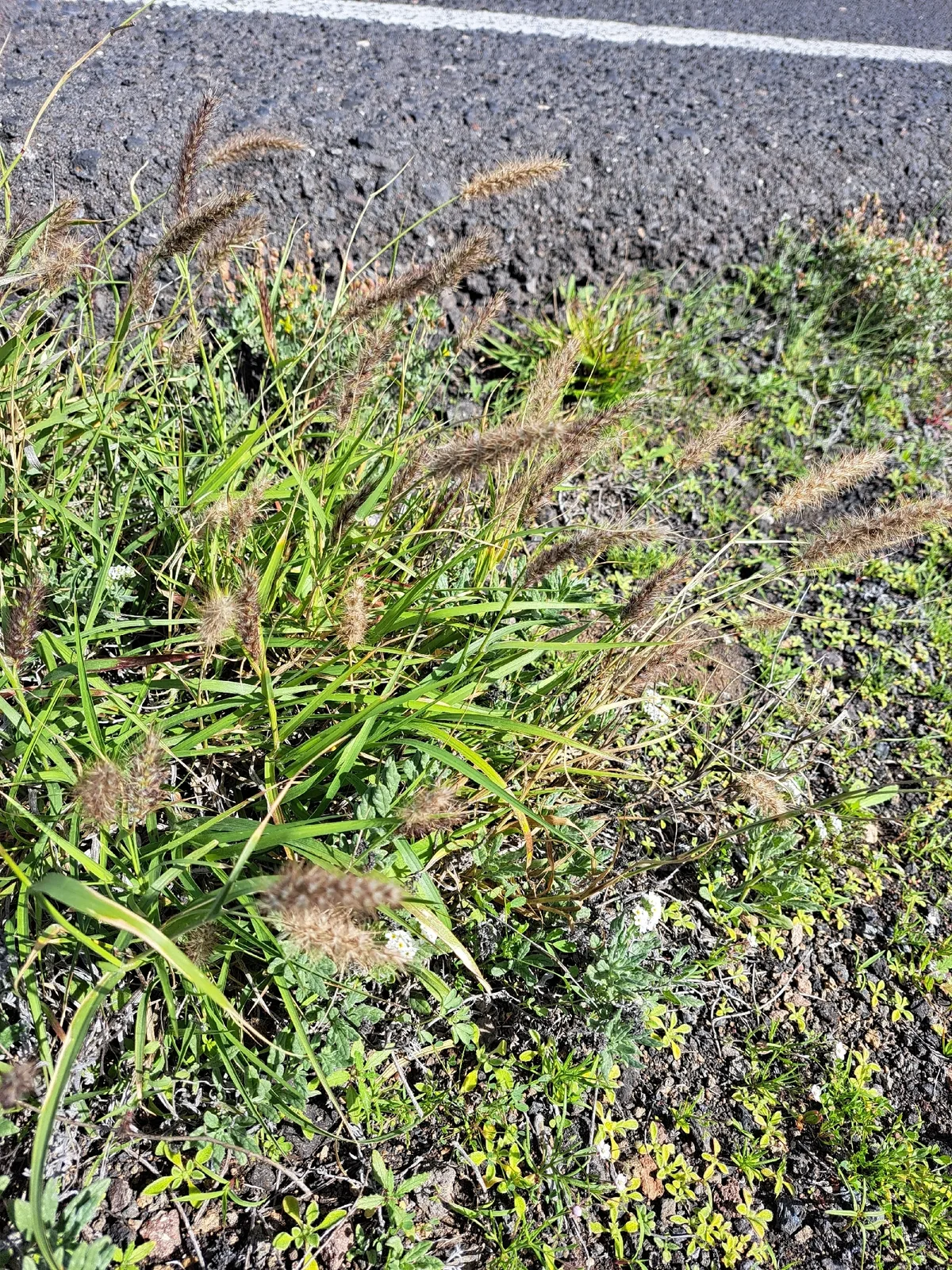 African Foxtail (Cenchrus ciliaris), photograph