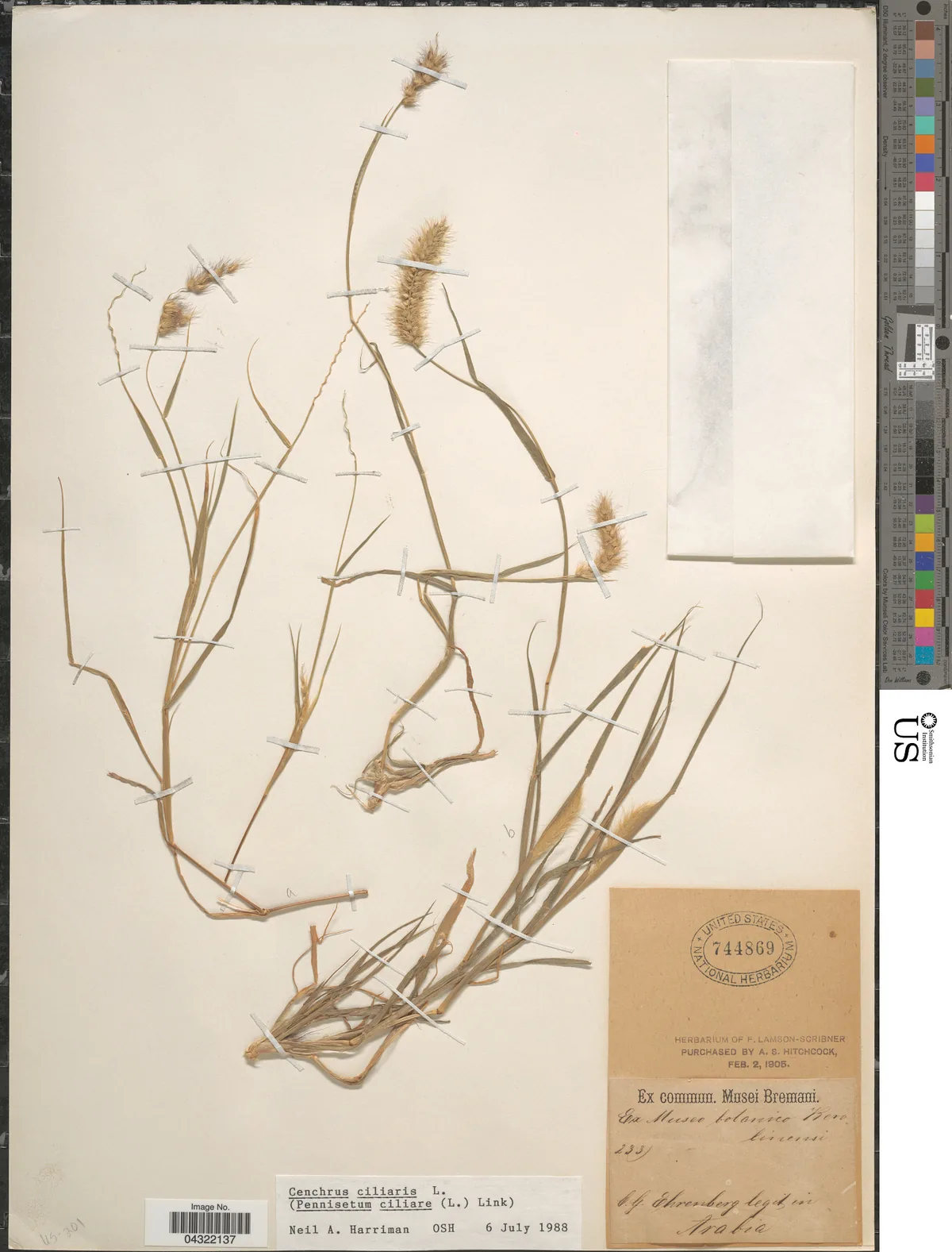 African Foxtail (Cenchrus ciliaris), photograph