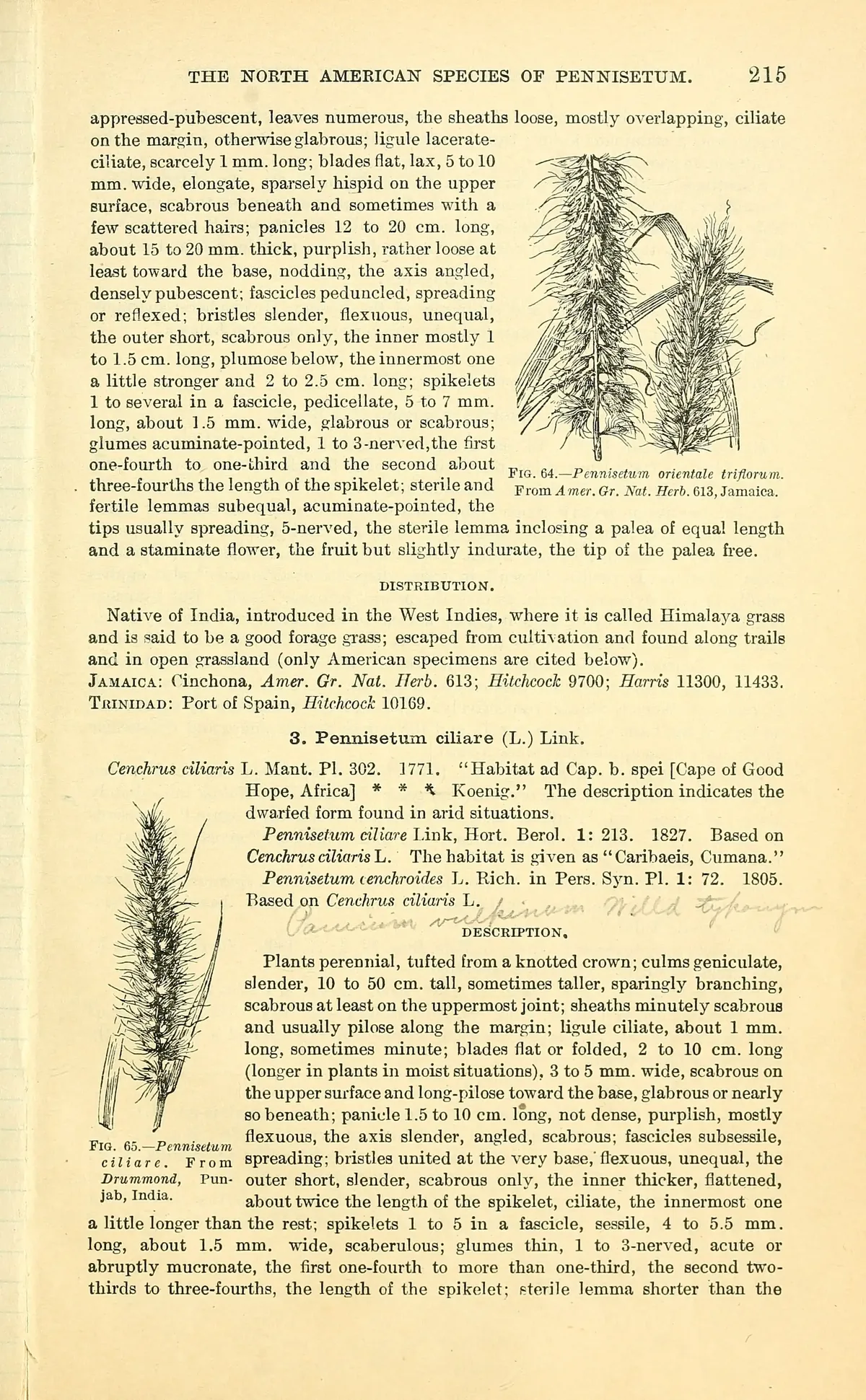 African Foxtail (Cenchrus ciliaris), botanical illustration