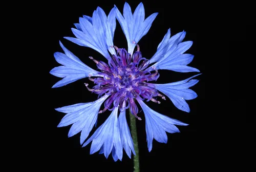 Photo: (c) Douglas Goldman, some rights reserved · CC BY-SA · via iNaturalist bachelor button (Centaurea cyanus), photograph