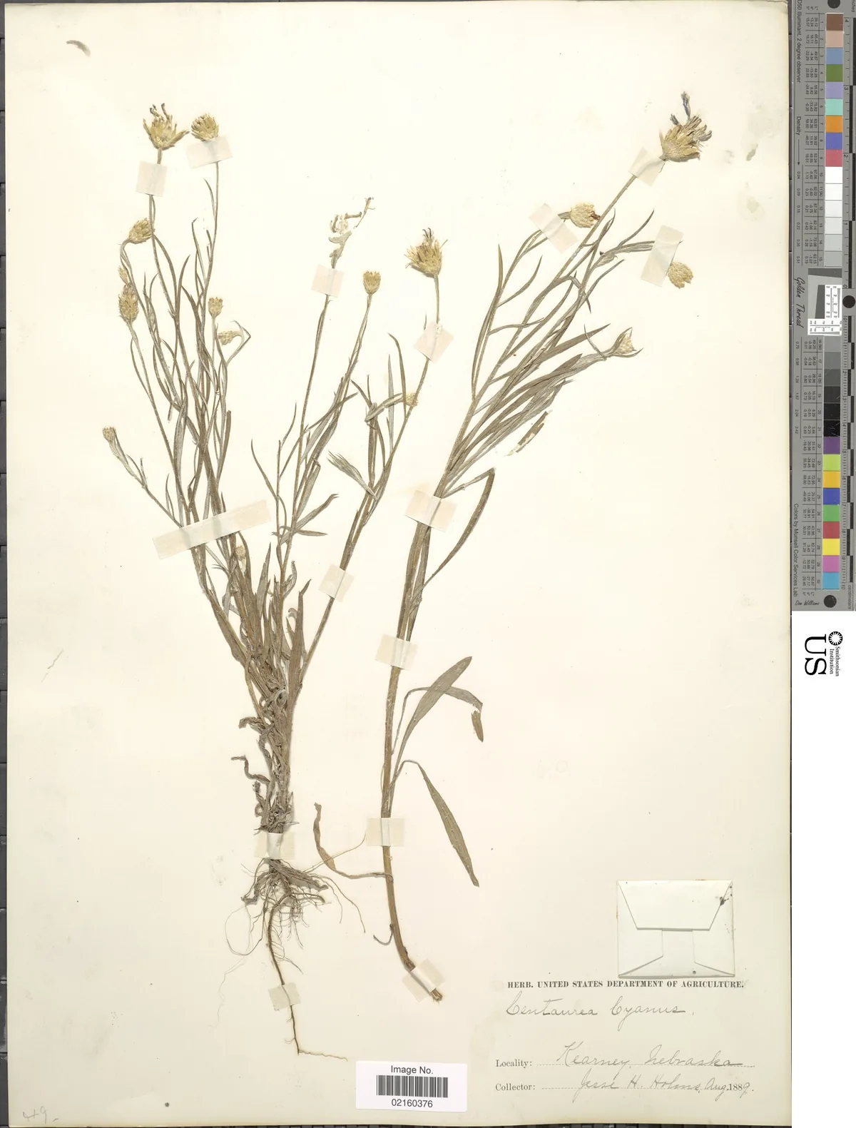 Bachelor Button (Centaurea cyanus), photograph