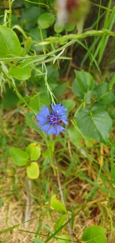 Bachelor Button (Centaurea cyanus), photograph