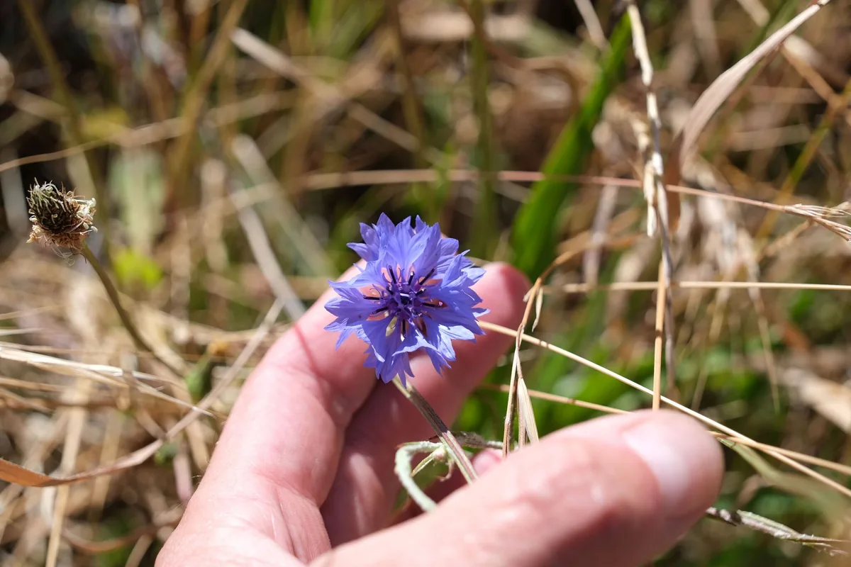 Bachelor Button (Centaurea cyanus), photograph