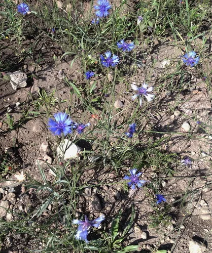 Photo: no rights reserved · cc0 · via iNaturalist Bachelor Button (Centaurea cyanus), photograph