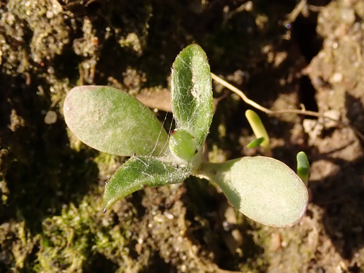 Bachelor Button (Centaurea cyanus), photograph