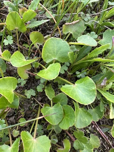 Gotu Kola (Centella asiatica), photograph